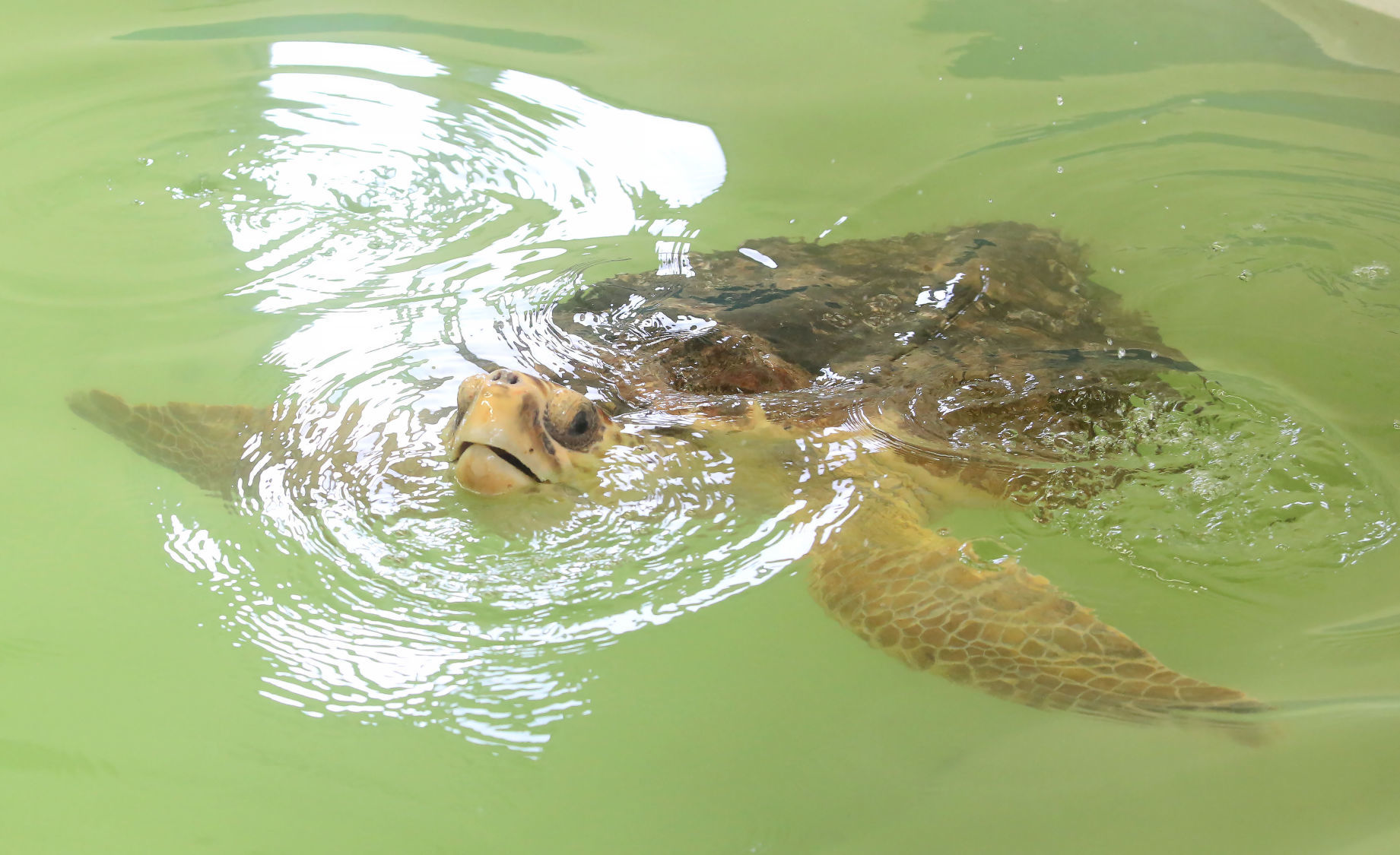 Loggerheads